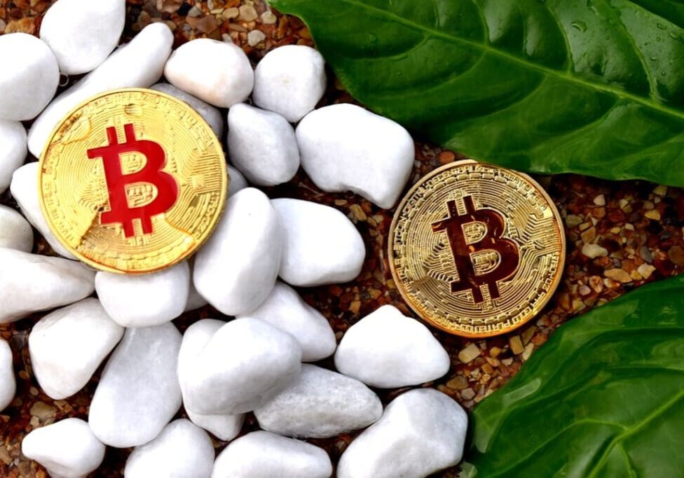Bitcoin coins on stones with leaves